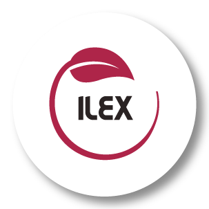 Ilex