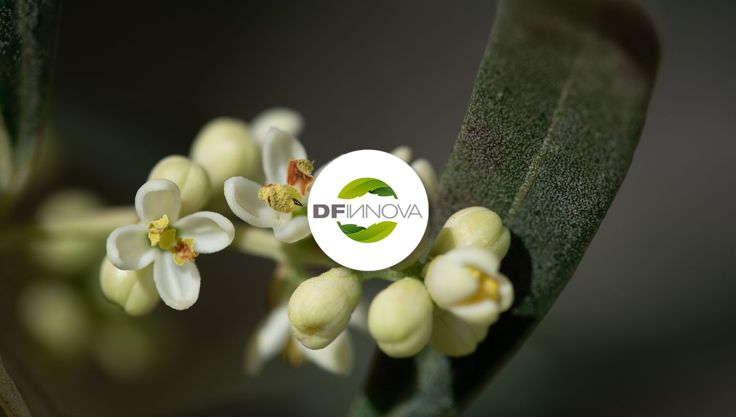 La flor del olivo (también conocida como “rapa”) es extremadamente sensible al calor en su fase reproductiva (especialmente durante meiosis floral y la fase de polinización). Mientras que el olivo adulto tolera sequía, sus flores son vulnerables a daños fisiológicos irreversibles. Esto explica por qué, incluso con riego, una ola de calor en mayo-junio puede […]