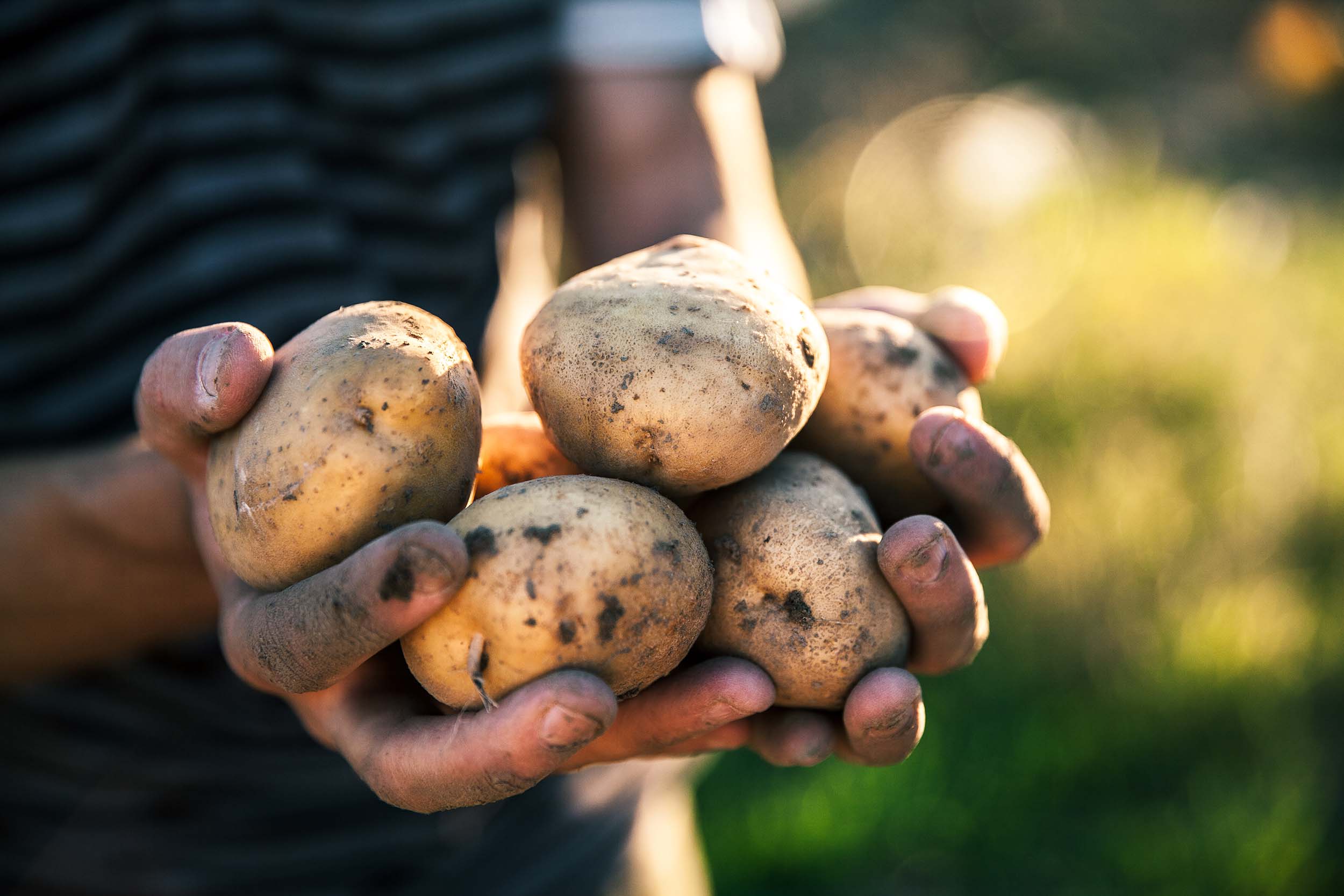 Суперранний урожай картофеля