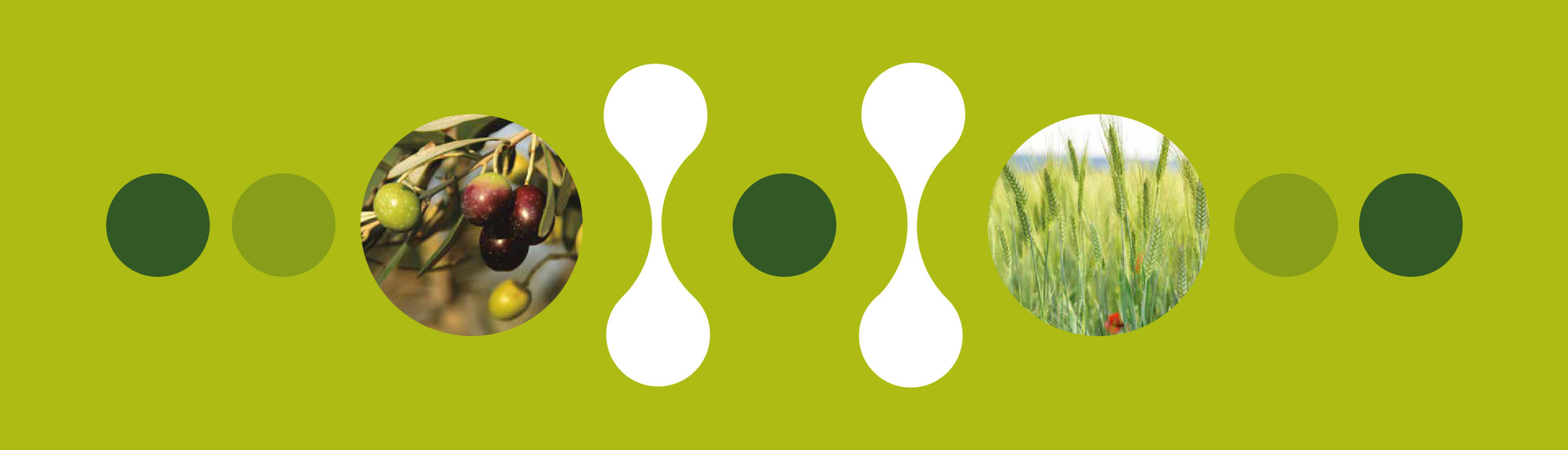 Cabeçalho de radiculares