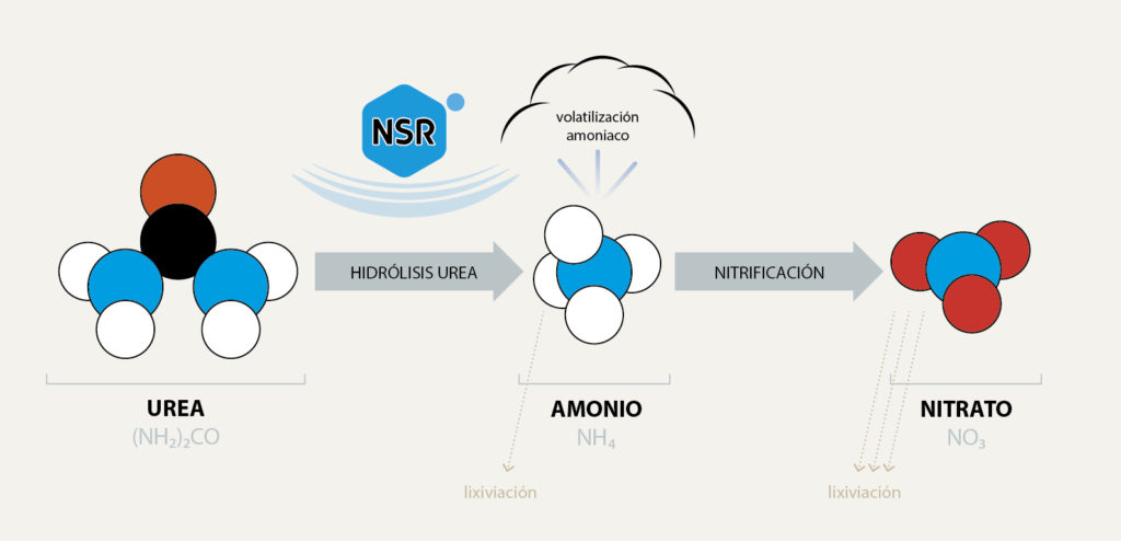 NSR vs Volatilizacion del amoniaco
