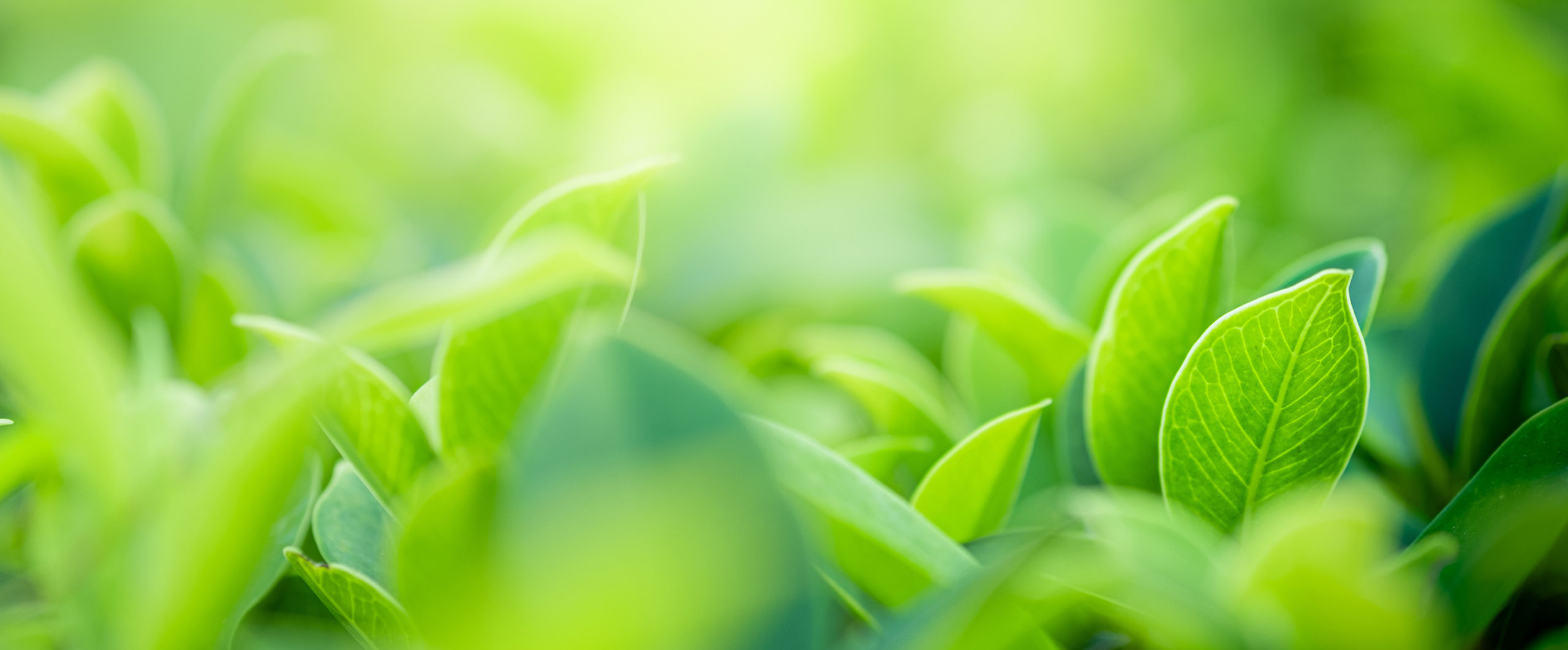 Fertilizantes ecológicos DFINNOVA