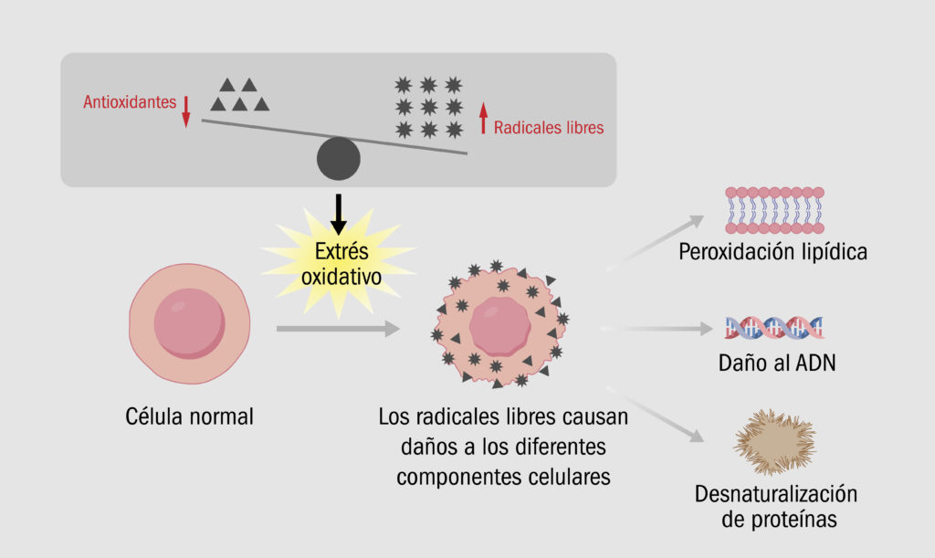Extrés oxidativo