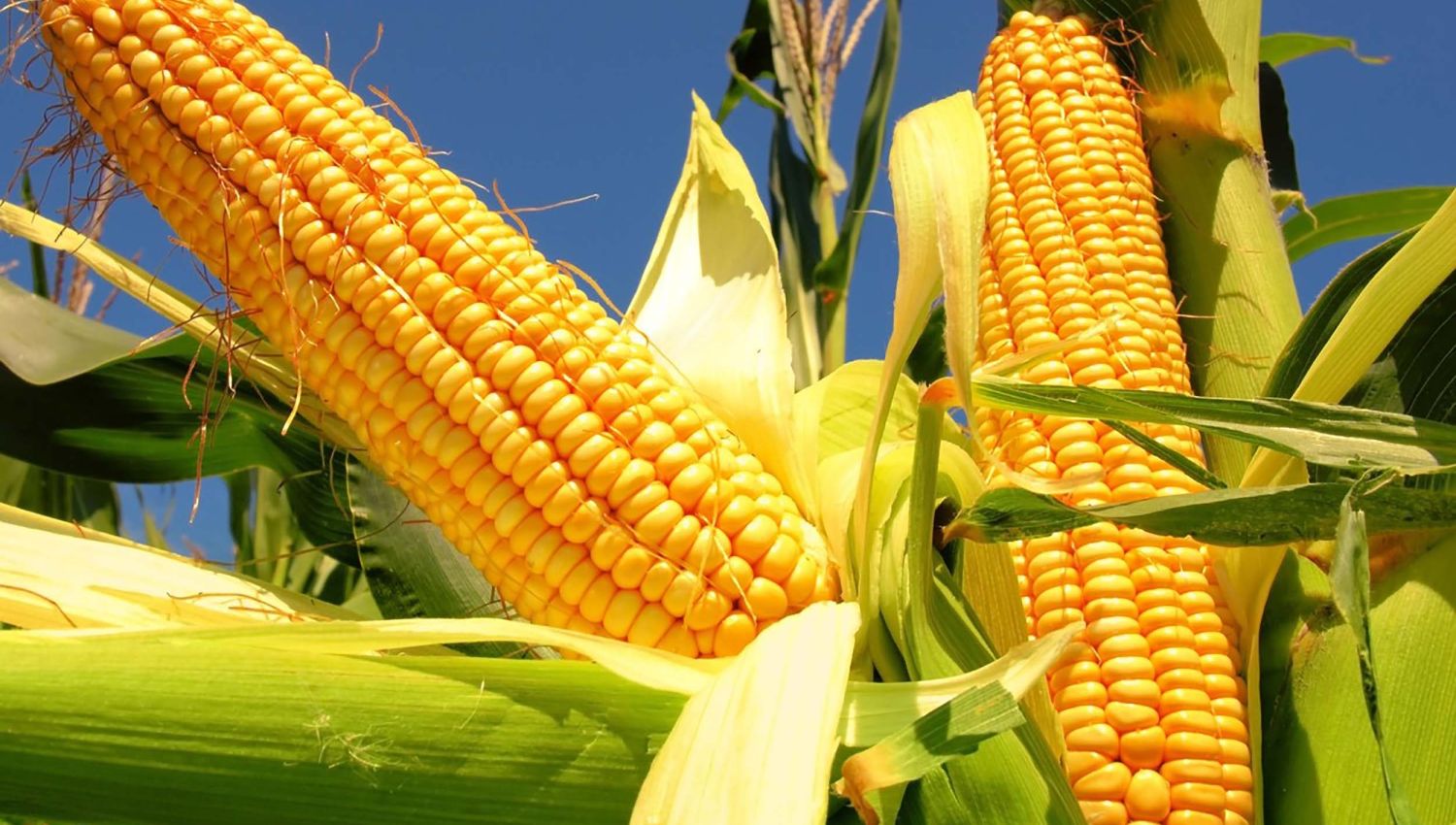 Il mais è il cereale più coltivato al mondo. Il suo nome, che significa “ciò che sostiene la vita”,dimostra la sua grande importanza non solo nell’alimentazione mondiale, ma anche come prodotto base dai molteplici usi, in quanto è presente in un’ampia varietà di alimenti e preparazioni, come mangime per animali e in diverse applicazioni industriali, [&hellip;]