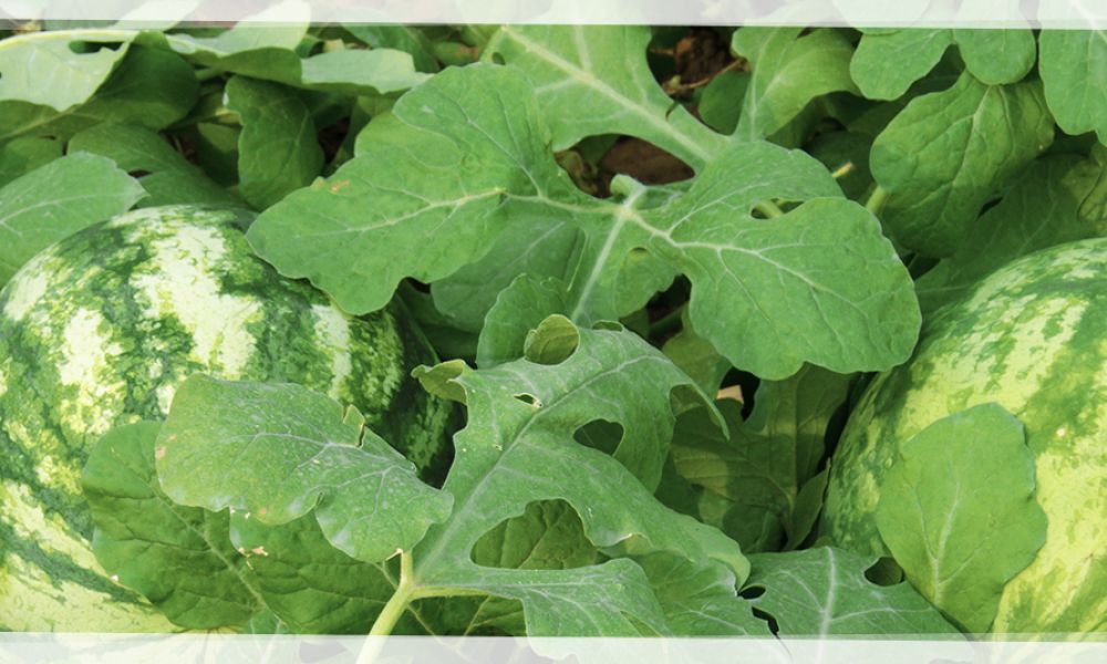 Fertilización óptima de la sandía