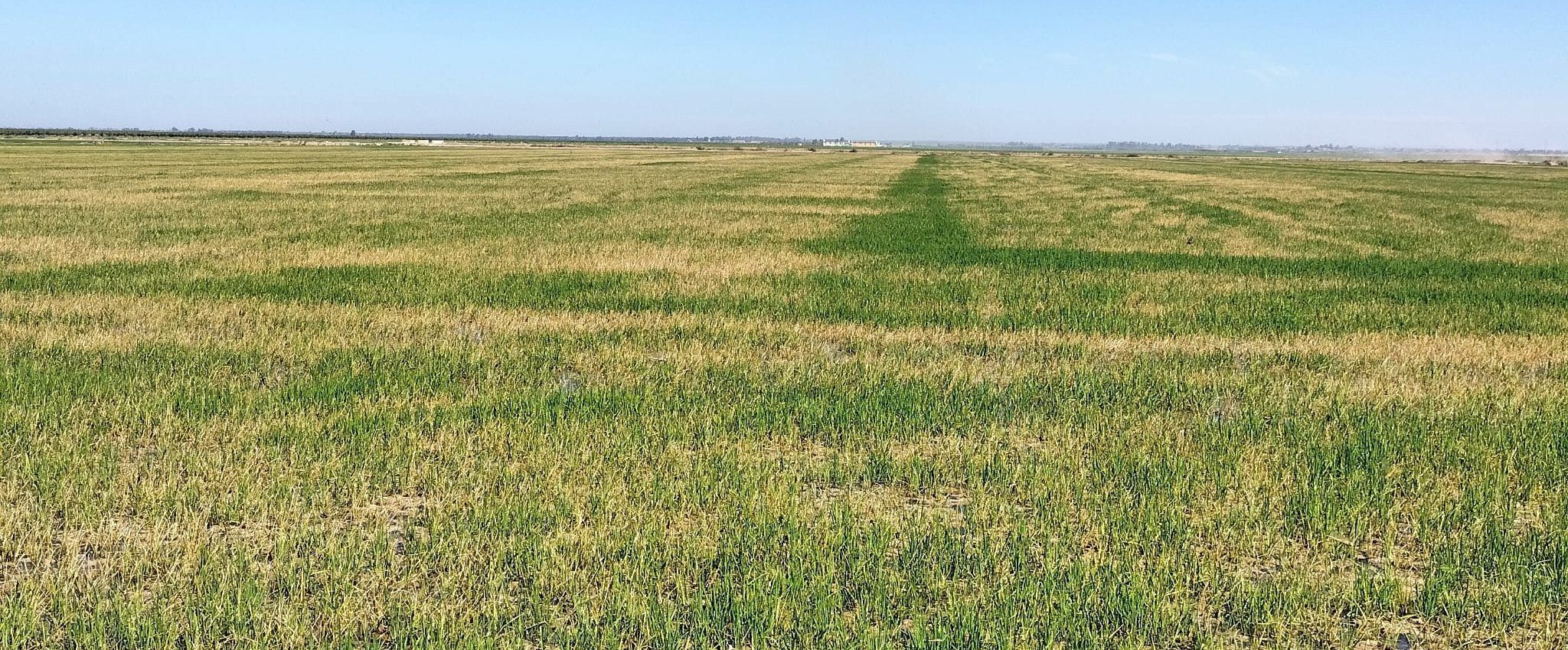 foto parcela sufriendo estrés térmico